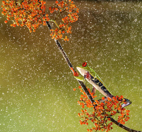 Red-eyed tree frog