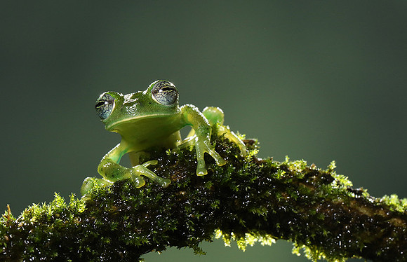 Emerald glass frog