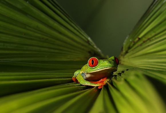 Red-eyed tree frog