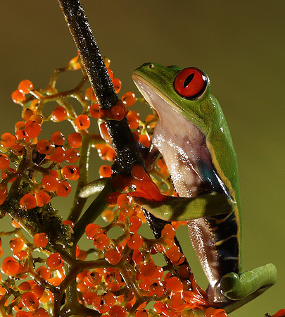 Red-eyed tree frog