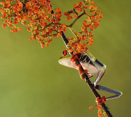 Red-eyed tree frog