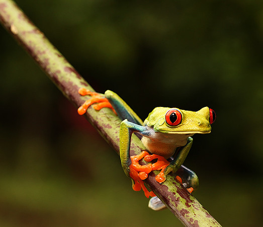 Red-eyed tree frog