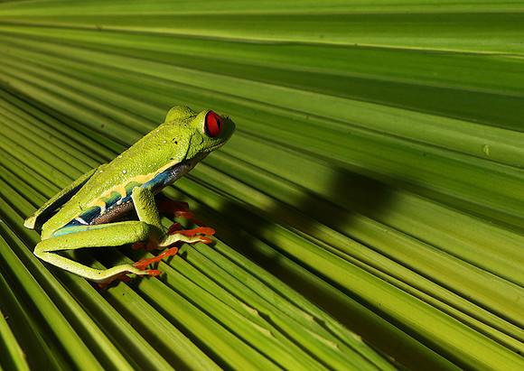 Red-eyed tree frog