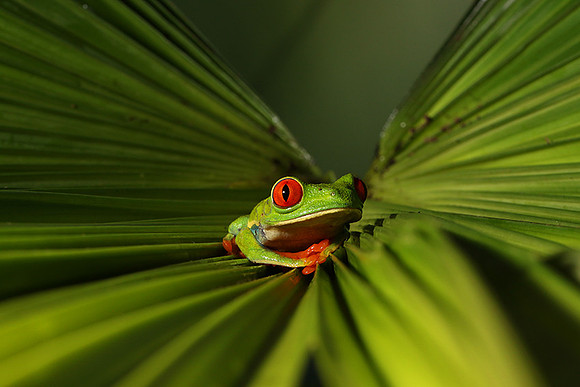 Red-eyed tree frog