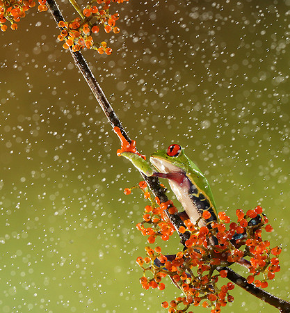 Red-eyed tree frog