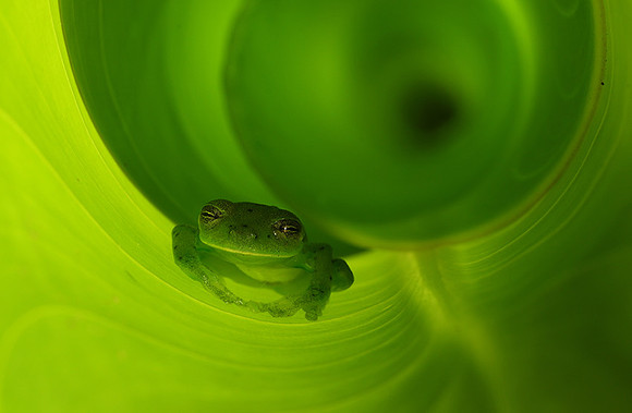 Emerald glass frog