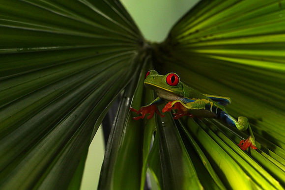 Red-eyed tree frog