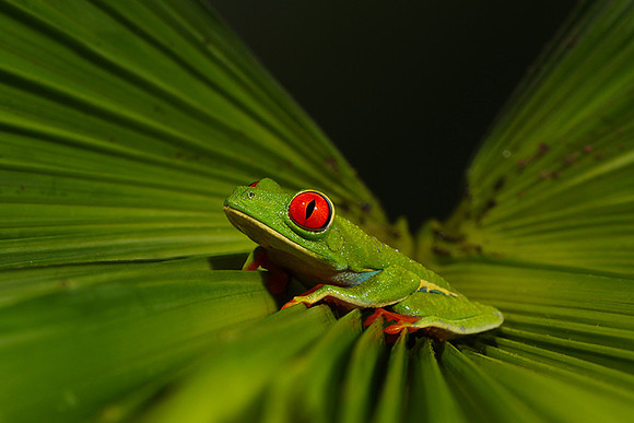 Red-eyed tree frog