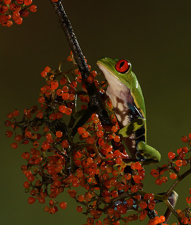 Red-eyed tree frog
