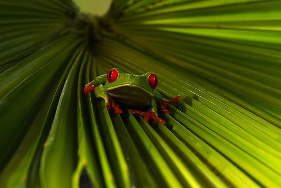 Red-eyed tree frog