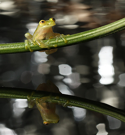 Reticulated glass frog