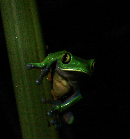 Yellow-eyed tree frog