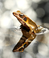 Brilliant forest frog