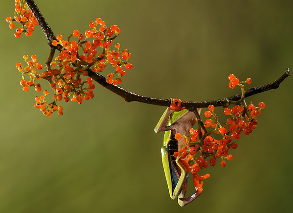 Red-eyed tree frog