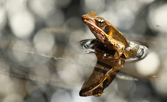 Brilliant forest frog