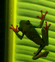 Red-eyed tree frog