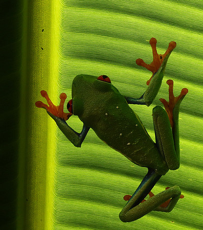 Red-eyed tree frog