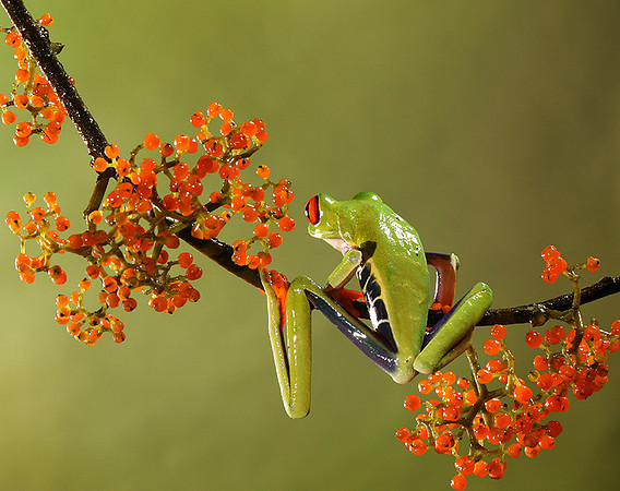 Red-eyed tree frog