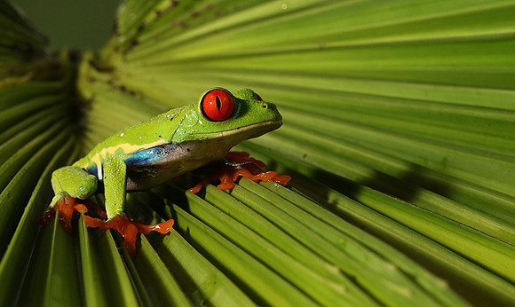 Red-eyed tree frog