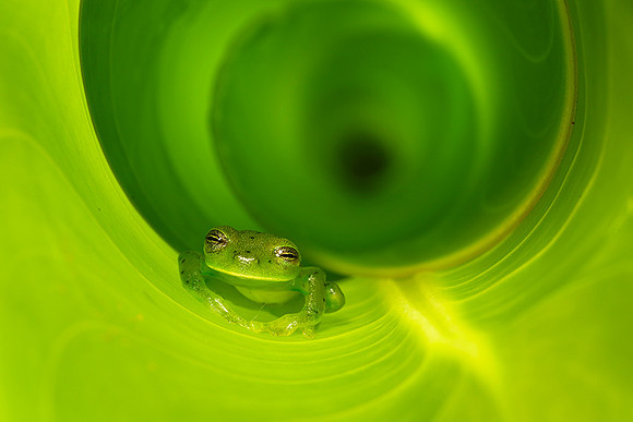 Emerald glass frog