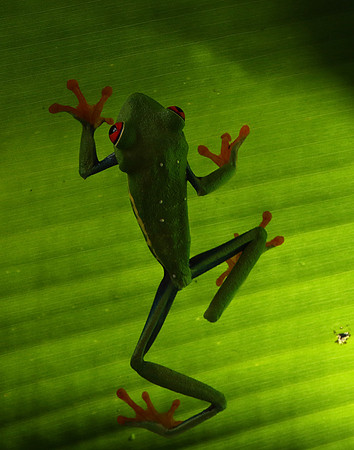 Red-eyed tree frog