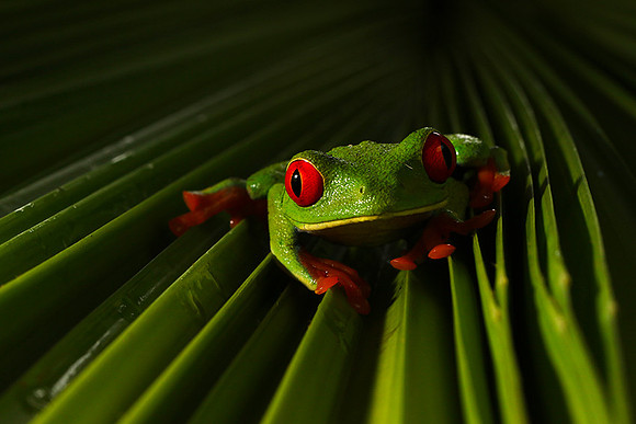 Red-eyed tree frog