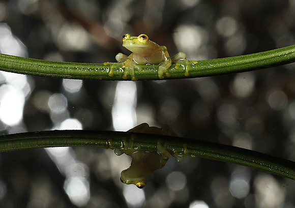 Reticulated glass frog