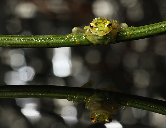 Reticulated glass frog