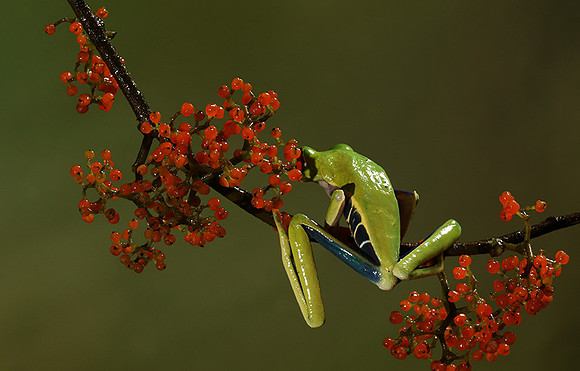 Red-eyed tree frog