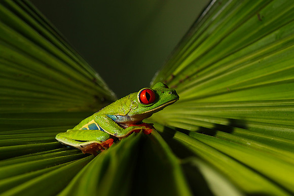 Red-eyed tree frog