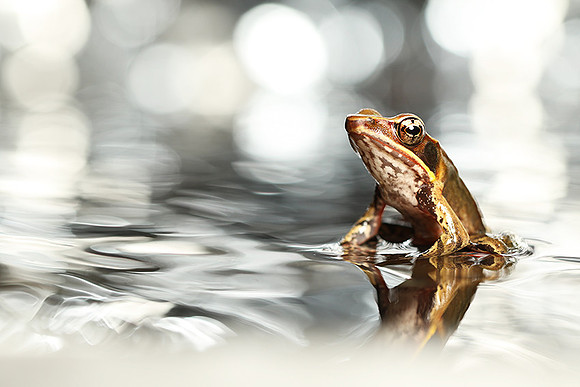 Frog with reflection