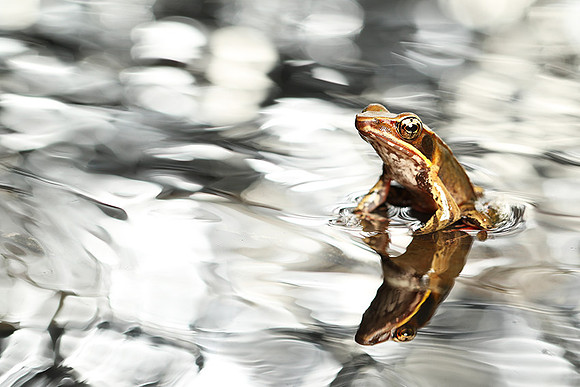 Frog with reflection