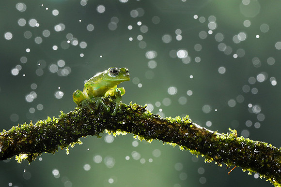 Emerald glass frog