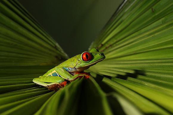 Red-eyed tree frog