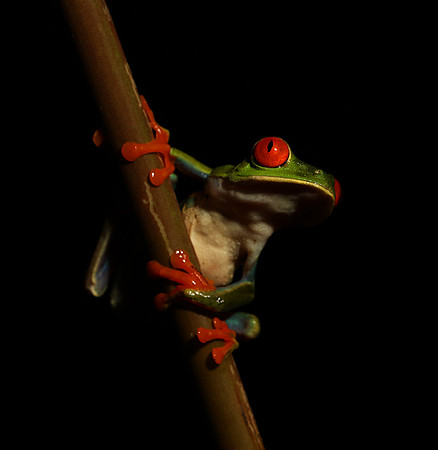 Red-eyed tree frog