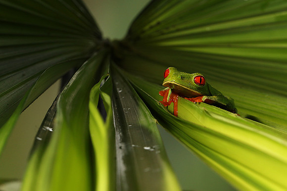 Red-eyed tree frog