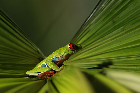 Red-eyed tree frog