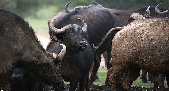In a private wildlife sanctuary - Laikipia