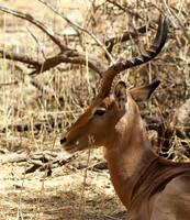 Bandia reserve