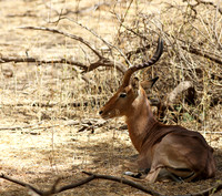 Bandia reserve