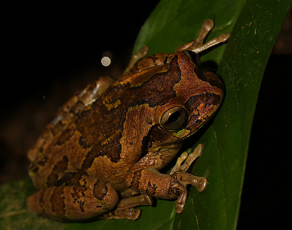 Rain frog