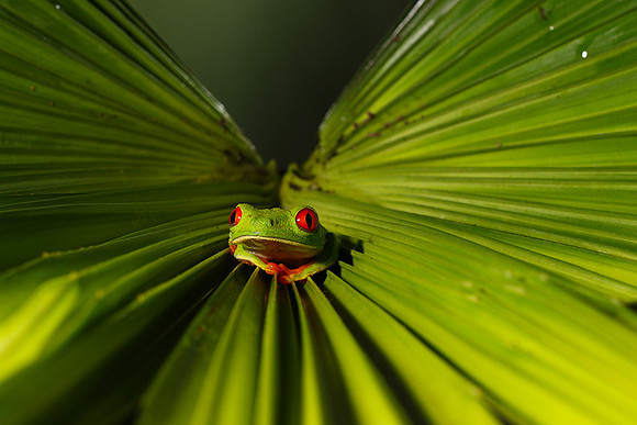 Red-eyed tree frog
