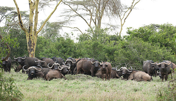 Laikipia