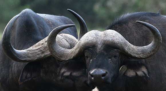 Laikipia