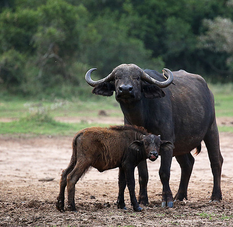 Laikipia