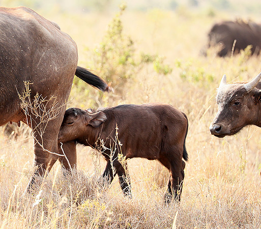 Nairobi National Park