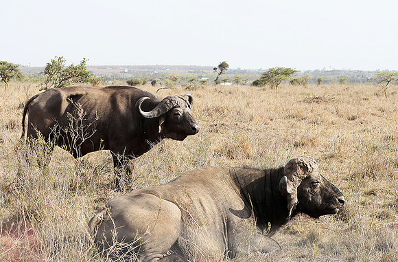 Nairobi National Park