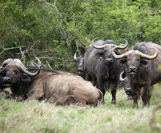 Laikipia