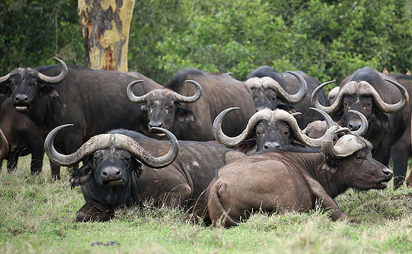 Laikipia