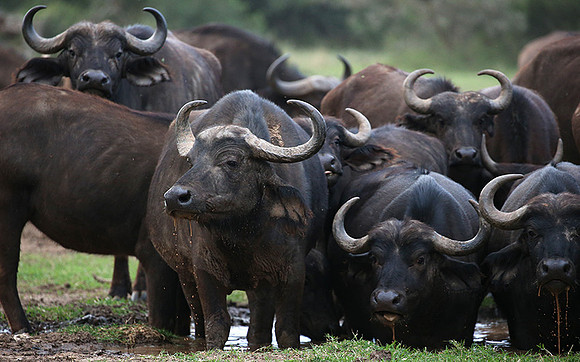 In a private wildlife sanctuary - Laikipia